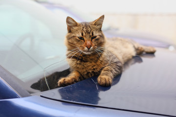 red cat sleeping on a car
