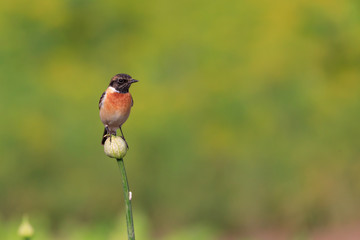 Siberian Stonechat sitting in a flower
