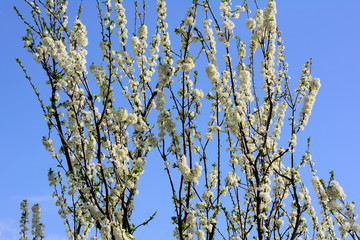 white cherry blossom