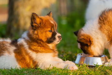 portrait of a cute elo puppy