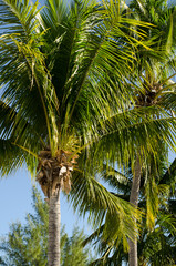 Fototapeta premium Coconut trees with blue sky background
