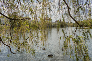 trees above water