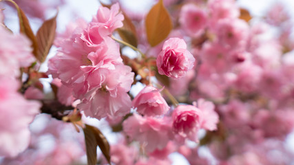 Obraz premium Closeup pink flower Cherry Blossoms in spring