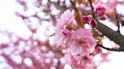 Closeup pink flower Cherry Blossoms  in spring