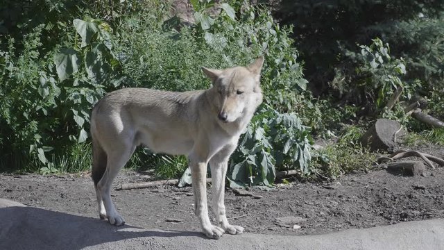 Wolf running through the forest in the fall.
