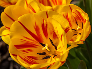 Gelbrote Tulpenblüten in der Draufsicht mit Stempel und Pollen