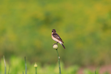 Siberian Stonechat sitting in a flower