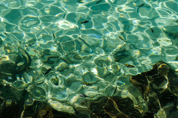 Fototapeta na wymiar fish in the water