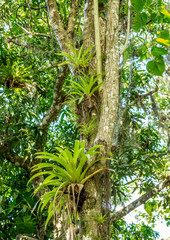 Flora in Sierra Maestra, Granma Province, Cuba