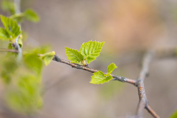 Young green leaves of a tree in early spring.