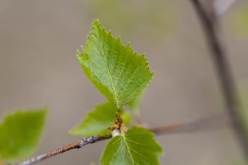 Young green leaves of a tree in early spring.