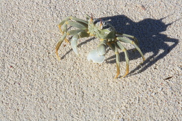crab on the sand