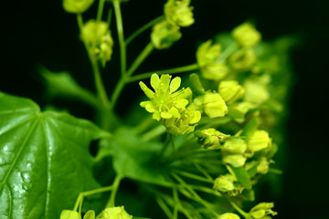 close up of a green plant