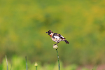 Siberian Stonechat sitting in a flower