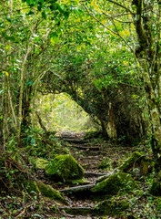 Fototapeta na wymiar Mountain Trail to Pico Turquino, Sierra Maestra, Granma Province, Cuba