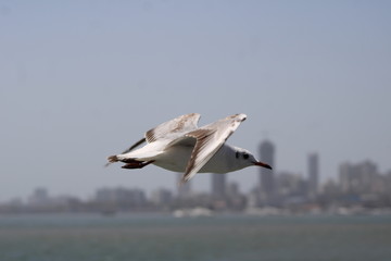 Flight Fast