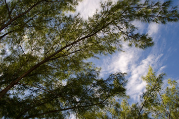 Obraz na płótnie Canvas sky and trees