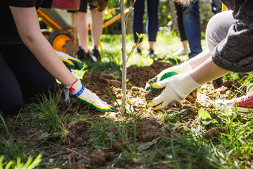 A group of young people plant a young tree in a city park. Children in gloves sprinkle the...