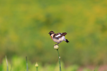 Siberian Stonechat sitting in a flower