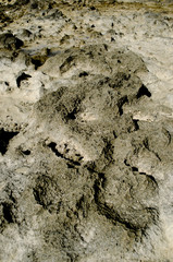 texture of the stone at sea beach