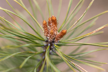 Pine branch with needles in early spring.