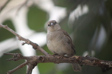 sparrow on a branch