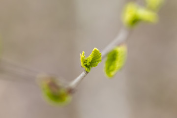 Young green leaves of a tree in early spring.