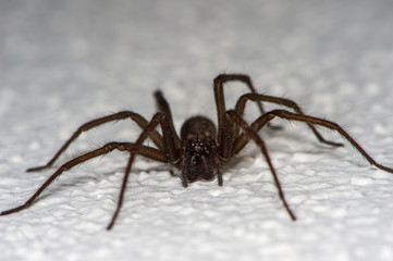 The detailed macro image of a big brown domestic house spider on the white wall