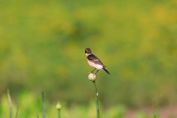 Siberian Stonechat sitting in a flower