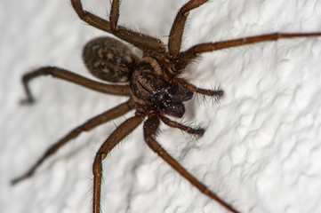 The detailed macro image of a big brown domestic house spider on the white wall