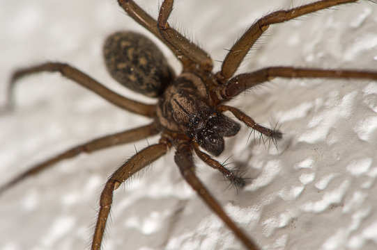 The detailed macro image of a big brown domestic house spider on the white wall