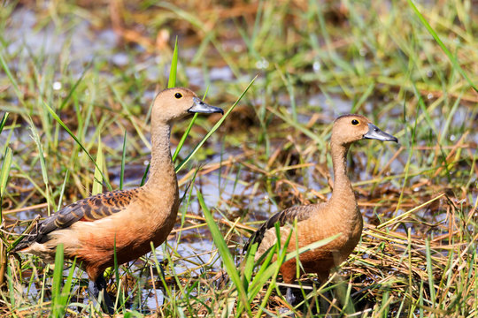 Stock photos of whistling ducks / wetland