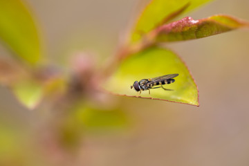 Wild wasp on a green leaf of a tree.