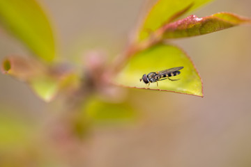 Wild wasp on a green leaf of a tree.