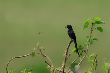Black drongo.black drongo is a small Asian passerine bird of the drongo family Dicruridae.