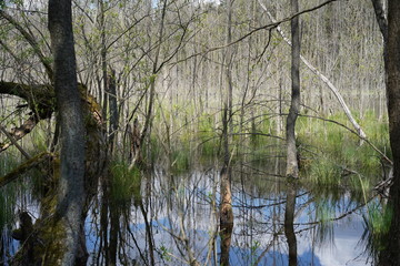 Obraz premium Sonnige Moorlandschaft mit Wasserspiegelungen