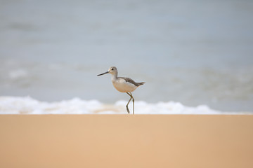 Common greenshank finding food in beach