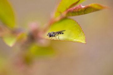 Wild wasp on a green leaf of a tree.