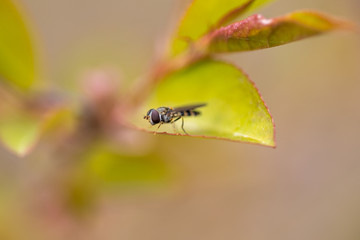 Wild wasp on a green leaf of a tree.