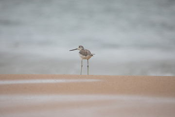 Common greenshank finding food in beach