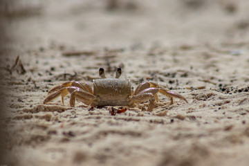 Crab on a beach