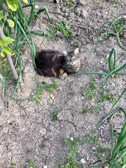 squirrel on the ground