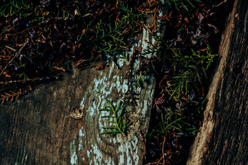 Background from the texture of the old gray oak floor, boards with peeling blue paint lie diagonally and lie on it with natural garbage from green needles, twigs and cones of the arborvitae tree