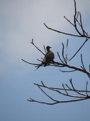 Bird On Branch