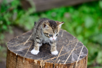 cat on a stump