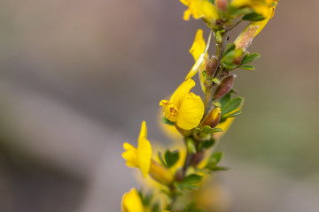Yellow tree flowers in early spring.