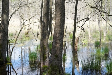 Geheimnisvolle Moorlandschaft im Sonnenlicht