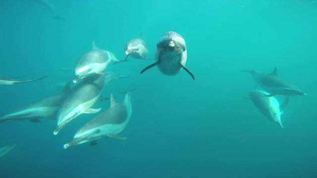 Dolphin chasing boat in natural habitat.