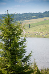 a fir tree and beyond it a river and a field