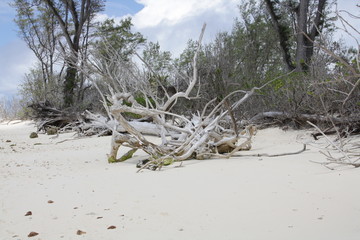 dead tree on the beach